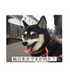 柴犬おとめ（個別スタンプ：4）