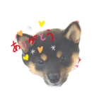 柴犬おとめ（個別スタンプ：8）