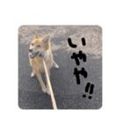 うちのわんこパート1（個別スタンプ：8）