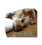 ヴェル・マロと一緒（個別スタンプ：3）