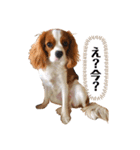 キャバリアのスタンプ①（個別スタンプ：5）
