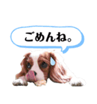 キャバリアのスタンプ①（個別スタンプ：6）