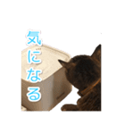 にゃんにゃるすたんぷ（個別スタンプ：3）