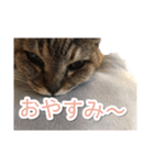 にゃんにゃるすたんぷ（個別スタンプ：4）