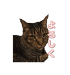 にゃんにゃるすたんぷ（個別スタンプ：5）