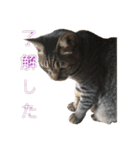 にゃんにゃるすたんぷ（個別スタンプ：6）