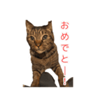にゃんにゃるすたんぷ（個別スタンプ：7）