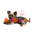 お茶目なマロンちゃん（個別スタンプ：2）