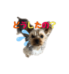 お茶目なマロンちゃん（個別スタンプ：4）