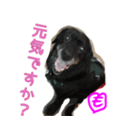 kurolab momoko（個別スタンプ：7）