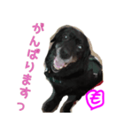 kurolab momoko（個別スタンプ：8）