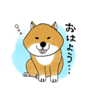 たぬき顔の柴犬（個別スタンプ：1）