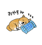 たぬき顔の柴犬（個別スタンプ：3）