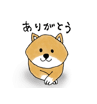 たぬき顔の柴犬（個別スタンプ：4）