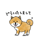 たぬき顔の柴犬（個別スタンプ：7）
