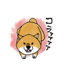 たぬき顔の柴犬（個別スタンプ：8）