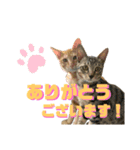 はれもちすたんぷ③〜敬語〜（個別スタンプ：3）