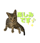 はれもちすたんぷ③〜敬語〜（個別スタンプ：8）