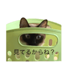小鉄と晴（個別スタンプ：3）