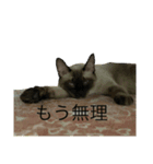 小鉄と晴（個別スタンプ：5）