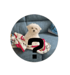 奥山家いぬ（個別スタンプ：1）