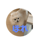 奥山家いぬ（個別スタンプ：7）