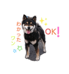 タレ目の柴犬くん（個別スタンプ：1）