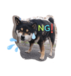 タレ目の柴犬くん（個別スタンプ：2）