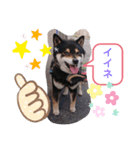 タレ目の柴犬くん（個別スタンプ：3）