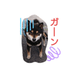 タレ目の柴犬くん（個別スタンプ：4）