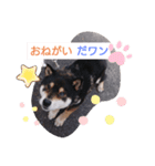 タレ目の柴犬くん（個別スタンプ：5）