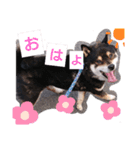 タレ目の柴犬くん（個別スタンプ：6）
