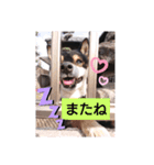 タレ目の柴犬くん（個別スタンプ：7）