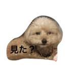 心愛くんスタンプ♡（個別スタンプ：1）