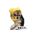 とらまるくんのスタンプ（個別スタンプ：3）