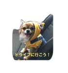 とらまるくんのスタンプ（個別スタンプ：7）