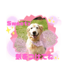 ぽんきちさんの2（個別スタンプ：1）