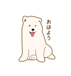 サモエド子犬（個別スタンプ：1）