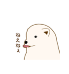 サモエド子犬（個別スタンプ：4）