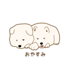 サモエド子犬（個別スタンプ：8）