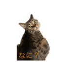 ラミ・ナナ・ミウ（個別スタンプ：2）