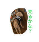 心愛くんスタンプ♡文字外（個別スタンプ：6）
