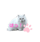 試しでつくってみました（個別スタンプ：1）