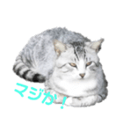 試しでつくってみました（個別スタンプ：4）