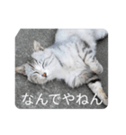 試しでつくってみました（個別スタンプ：6）