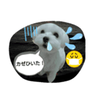 キュートなマルチーズ（個別スタンプ：5）