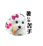 キュートなマルチーズ（個別スタンプ：6）