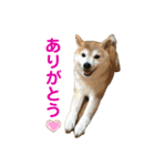 はなちゃんスタンプbyかの（個別スタンプ：1）