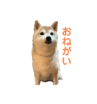 はなちゃんスタンプbyかの（個別スタンプ：2）