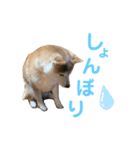 はなちゃんスタンプbyかの（個別スタンプ：7）